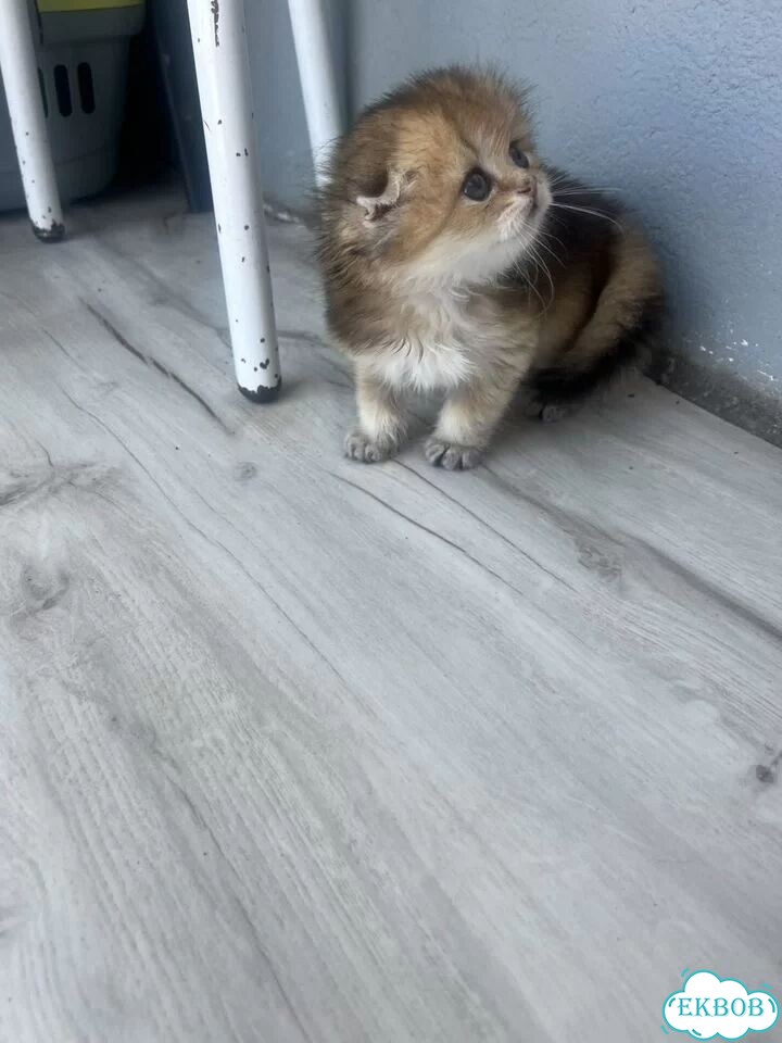 Шотландский вислоухий короткошёрстный котёнок фото 4