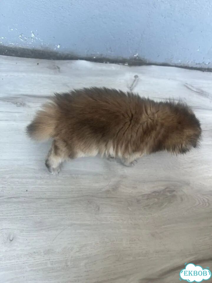 Шотландский вислоухий короткошёрстный котёнок фото 5
