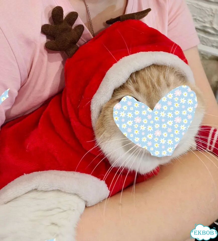 Шубка для кота (кошечки)или маленькой собачки фото 1