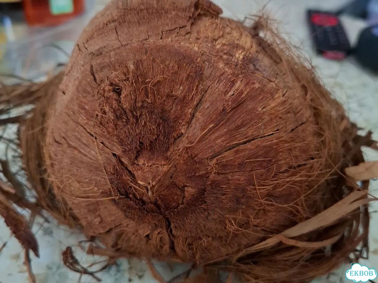 Голова из кокоса фото 2