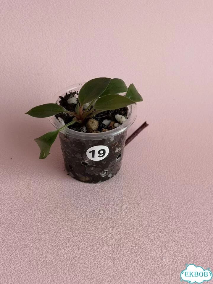 Philodendron Rojo Kongo / фил роджо конго фото 1