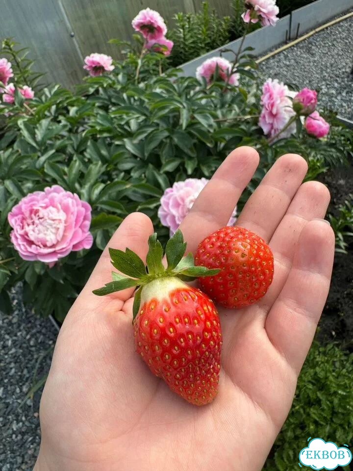 Клубника фото 1
