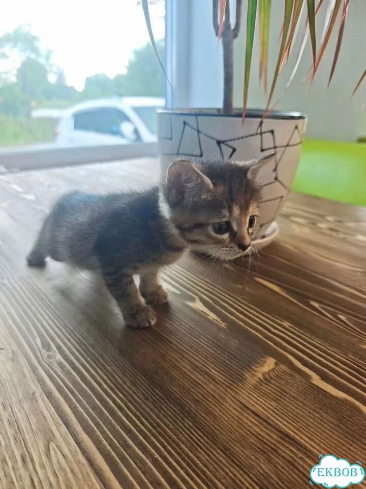 Котёнок в добрые руки фото 1