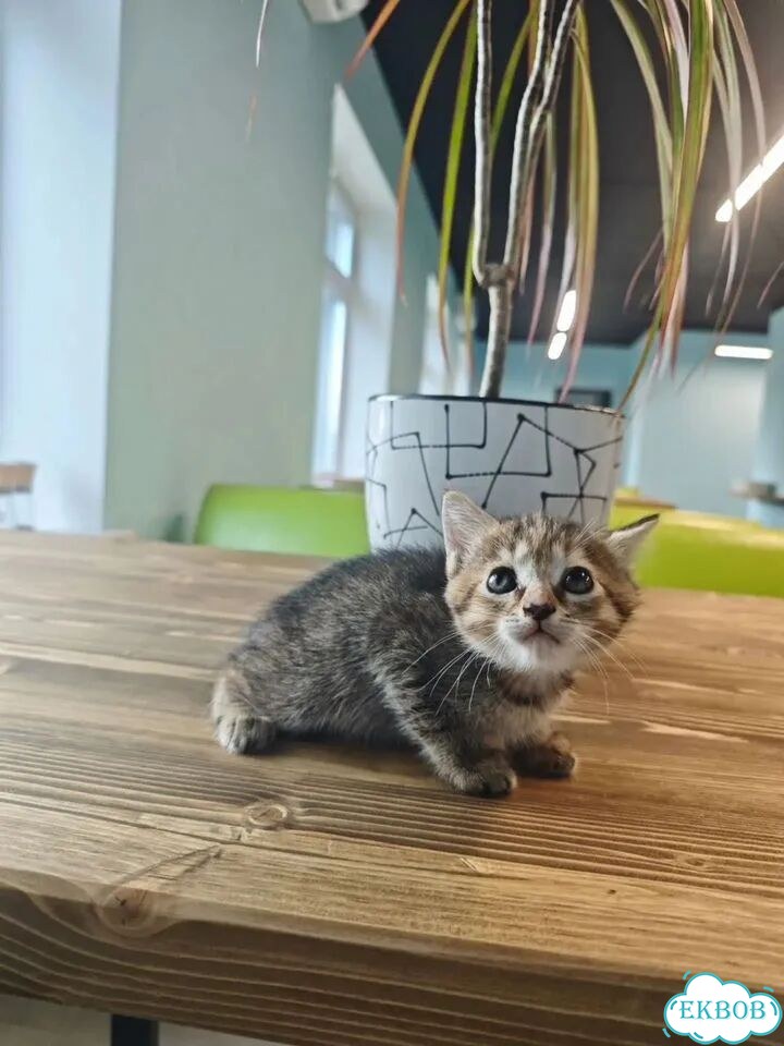 Котёнок в добрые руки фото 2