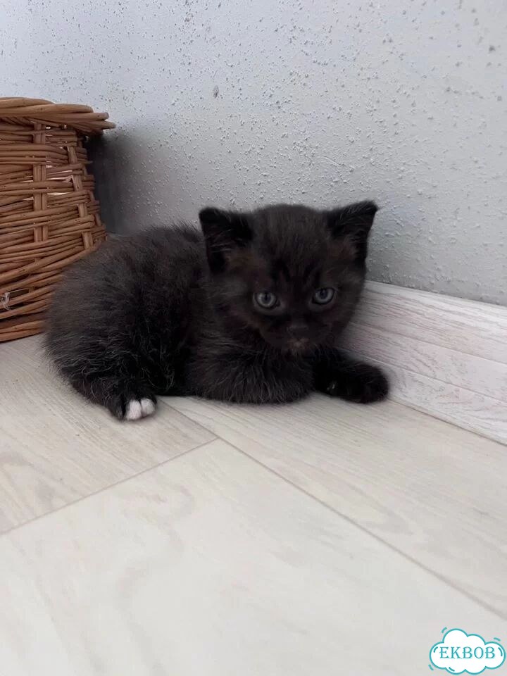 Шотландский прямоухий длинношёрстный котёнок фото 1