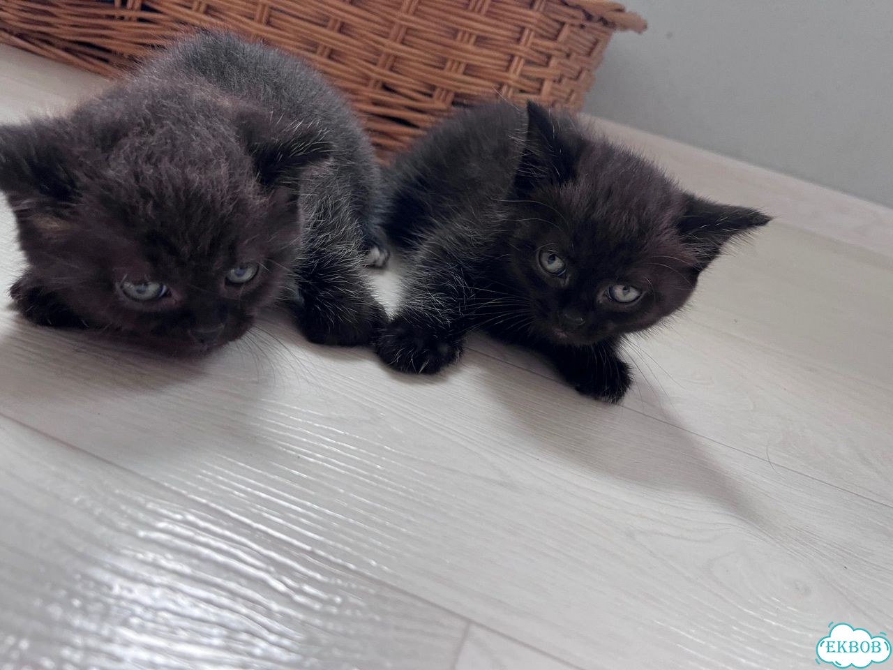 Шотландский прямоухий длинношёрстный котёнок фото 2