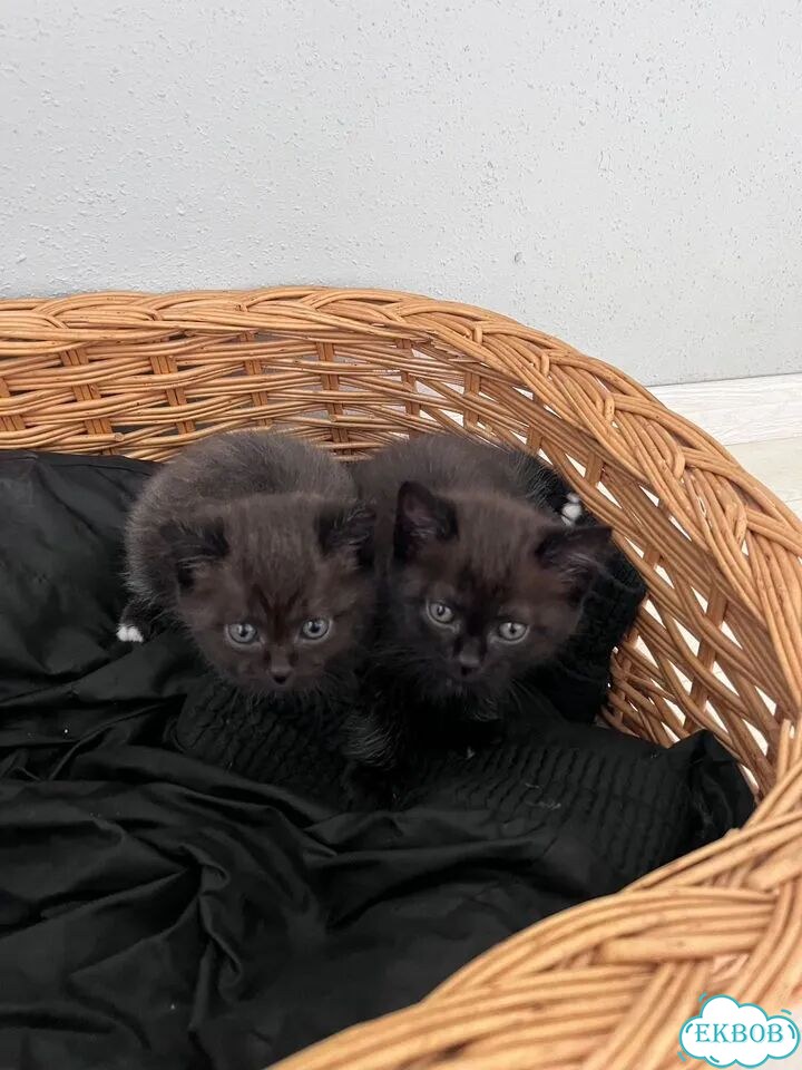 Шотландский прямоухий длинношёрстный котёнок фото 3