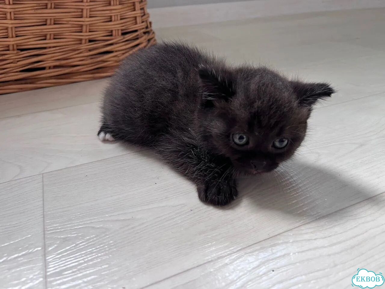 Шотландский прямоухий длинношёрстный котёнок фото 4