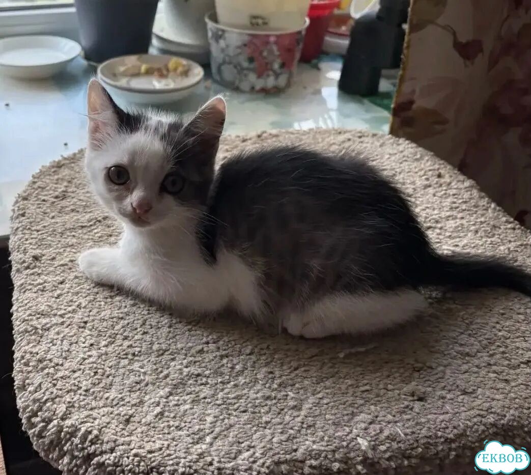 Котёнок в добрые руки фото 1