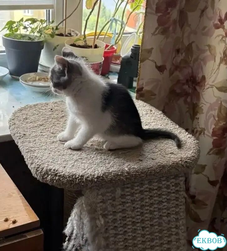 Котёнок в добрые руки фото 2