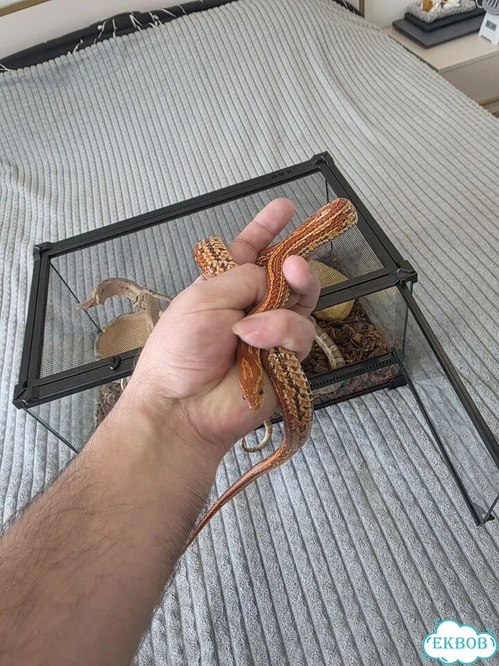 Моисовый полоз. Змея фото 2