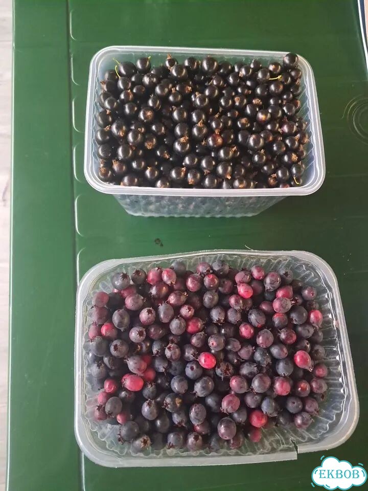 Продам малину, смородину, иргу фото 1