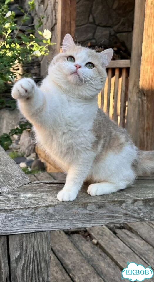 Британский короткошёрстный котёнок фото 1