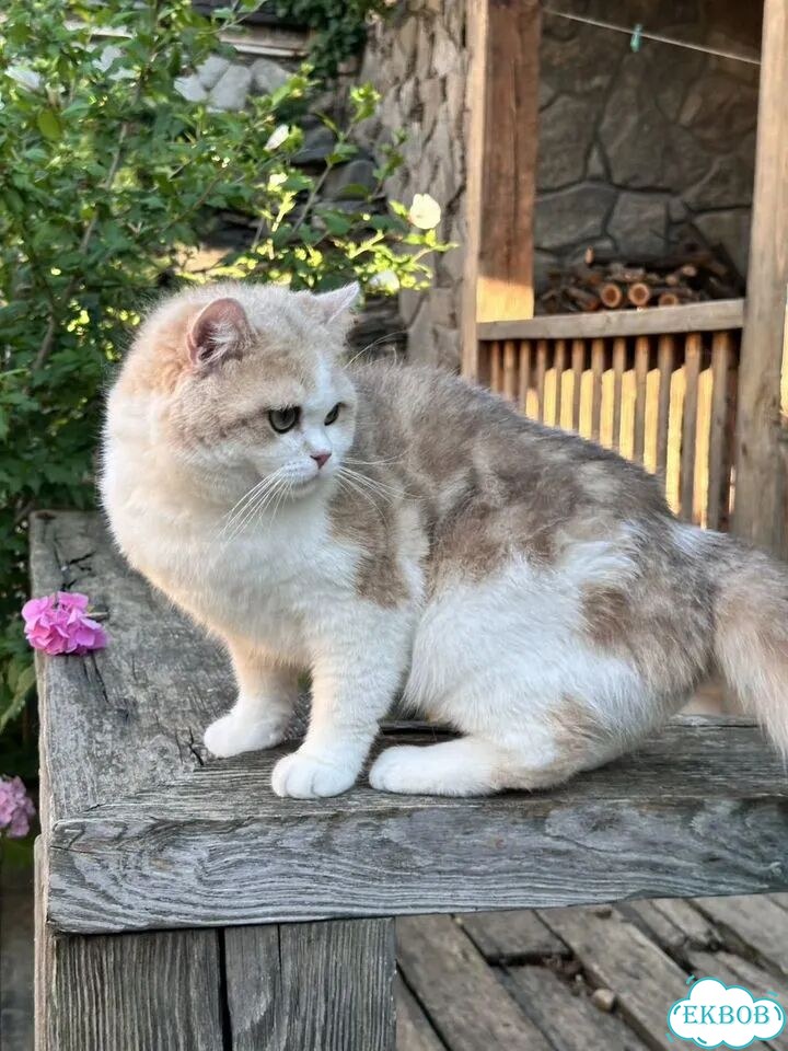 Британский короткошёрстный котёнок фото 3