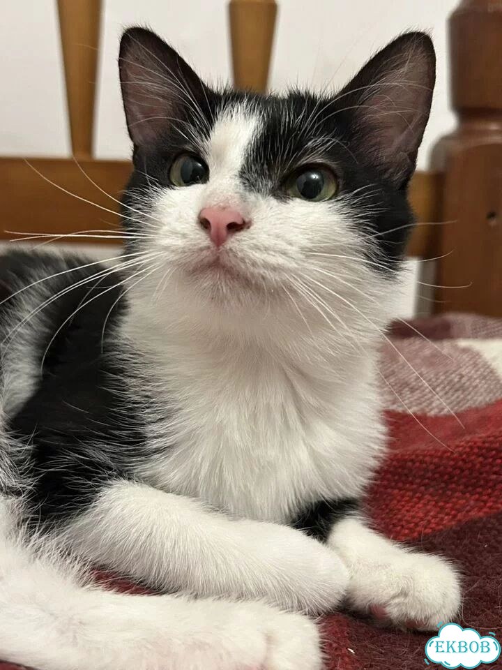 Котёнок в добрые руки фото 1