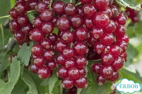 Ягоды садовые фото 1