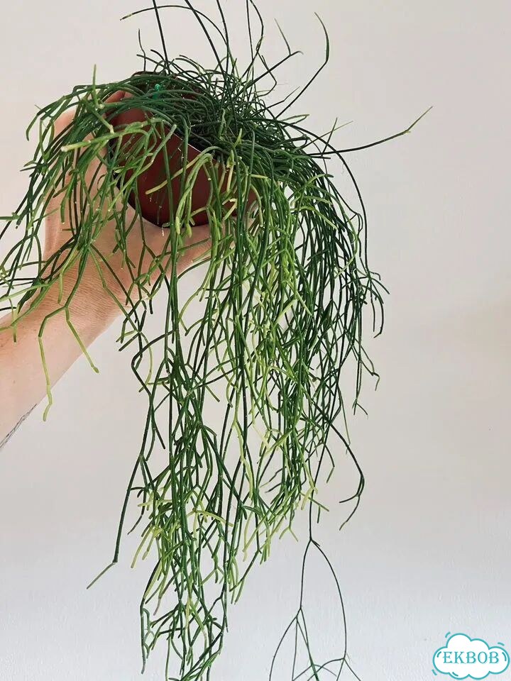 Рипсалис, Гастерия, Эуфорбия, Крассула Хоббит фото 7