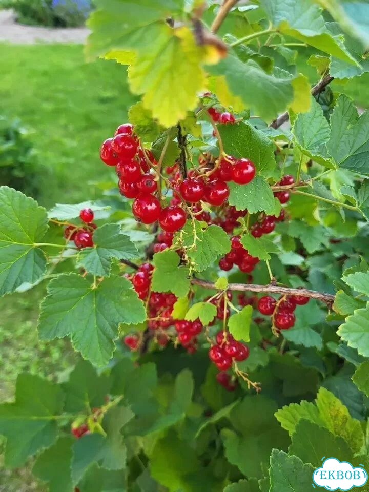 Малина ягоды свежая фото 2