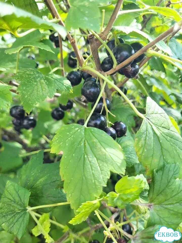 Малина ягоды свежая фото 3