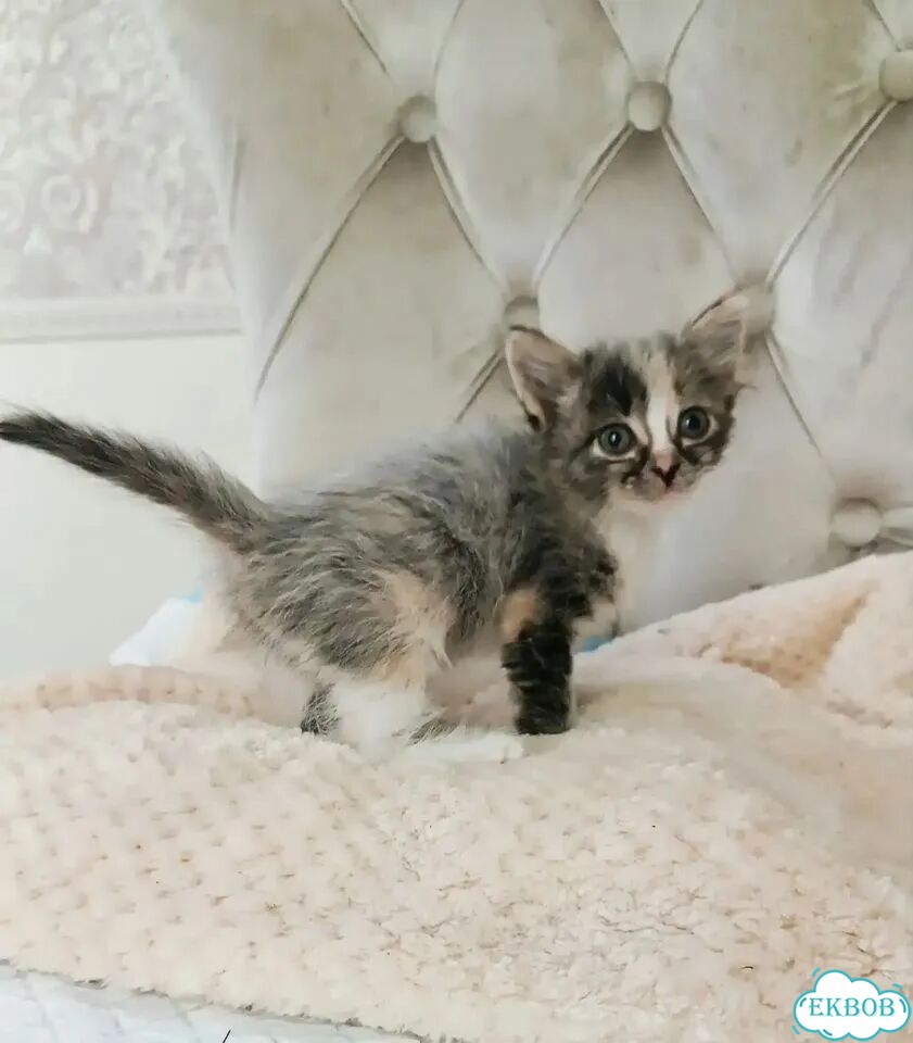 Котёнок в добрые руки фото 1