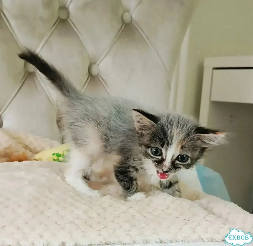 Котёнок в добрые руки фото 2
