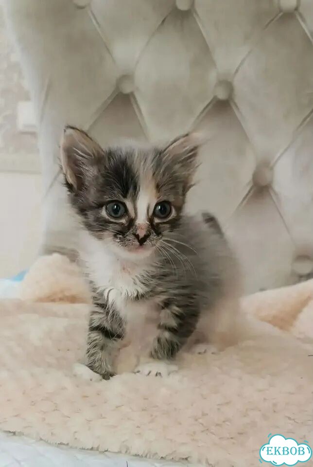 Котёнок в добрые руки фото 3