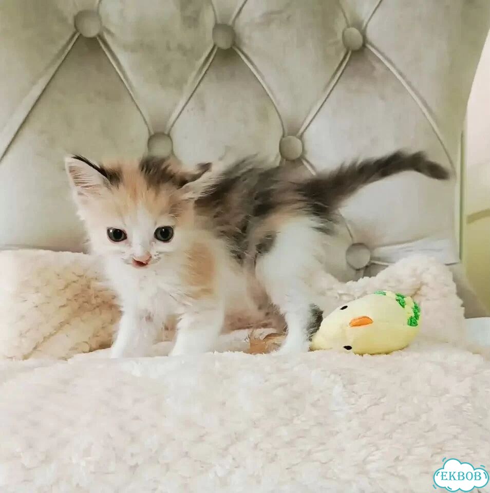 Котёнок в добрые руки фото 1