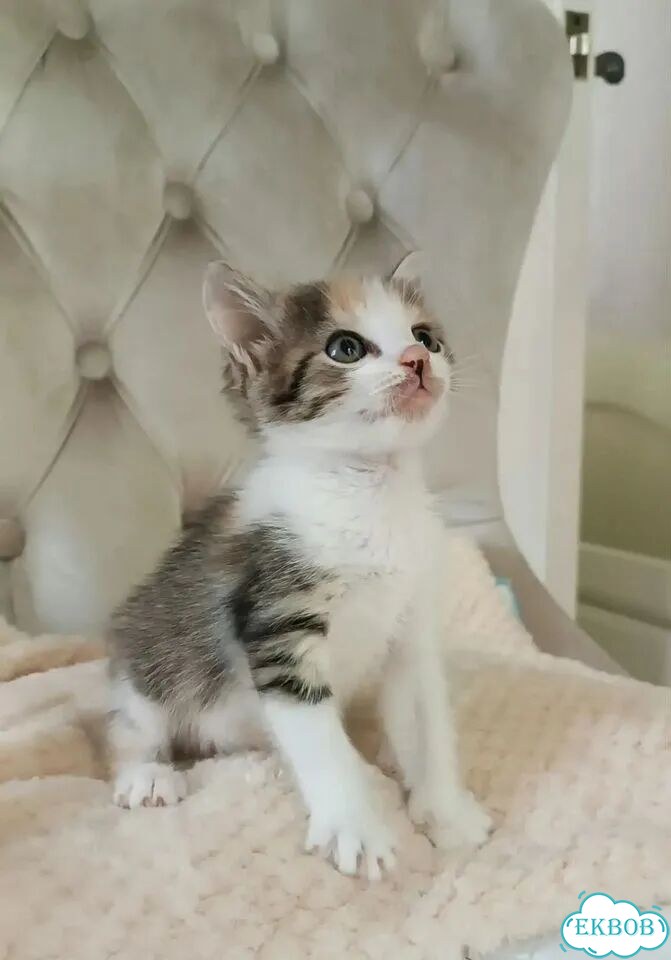 Котёнок в добрые руки фото 1