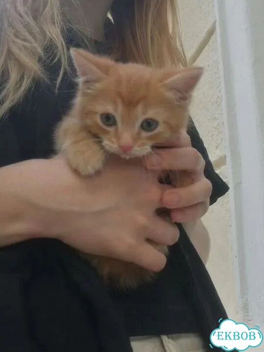 Котёнок от частного владельца фото 1