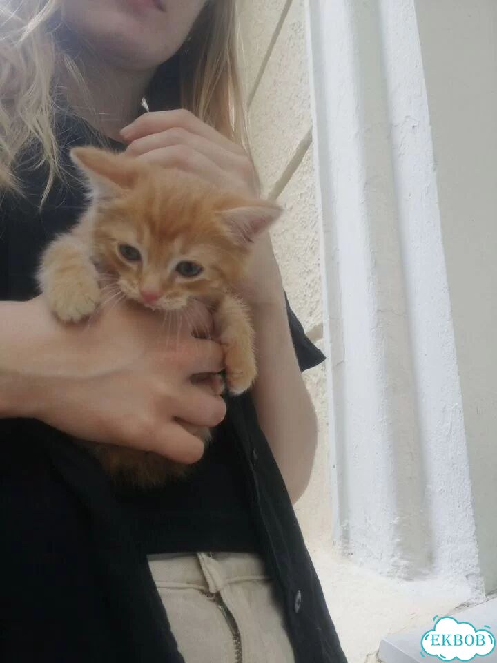 Котёнок от частного владельца фото 2