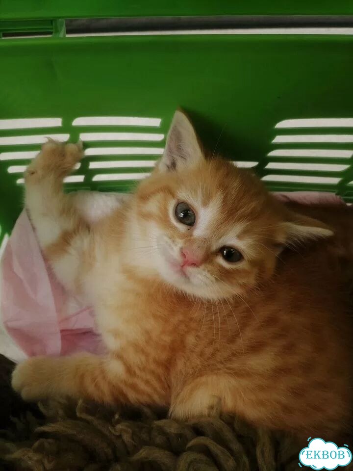 Котёнок от частного владельца фото 3