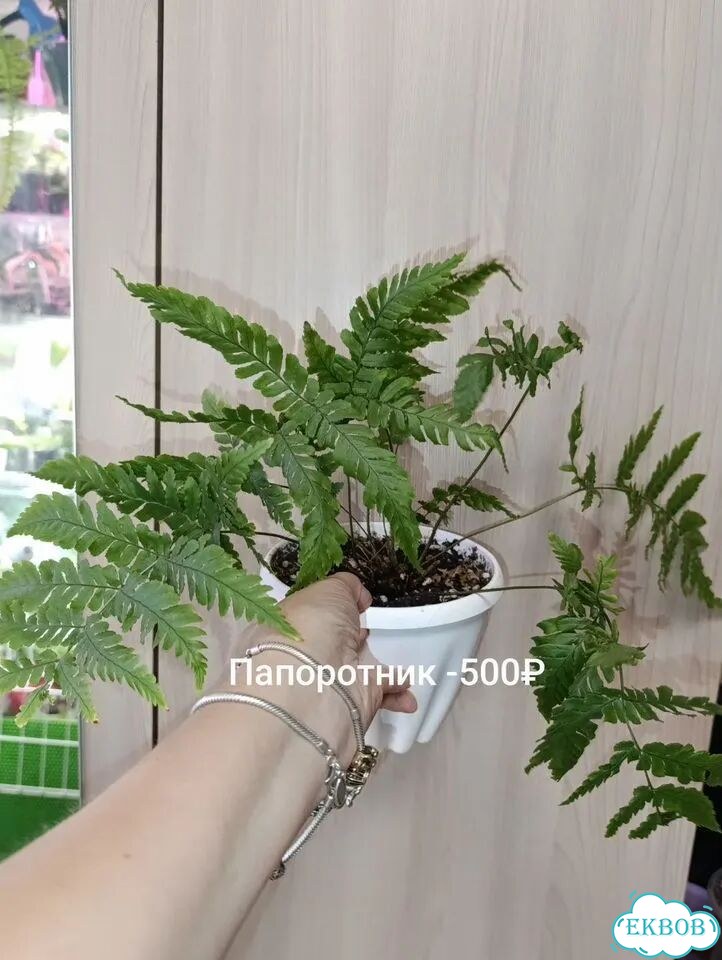 Папоротники фото 1