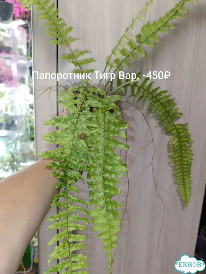 Папоротники фото 2