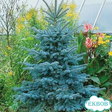 Ель сизая, пихта сибирская, сосна, кедр фото 1