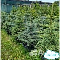 Ель сизая, пихта сибирская, сосна, кедр фото 3