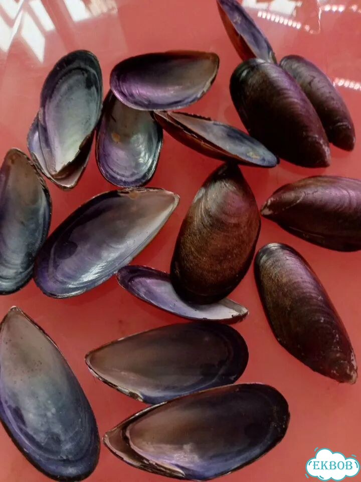Бижутерия из ракушек фото 6