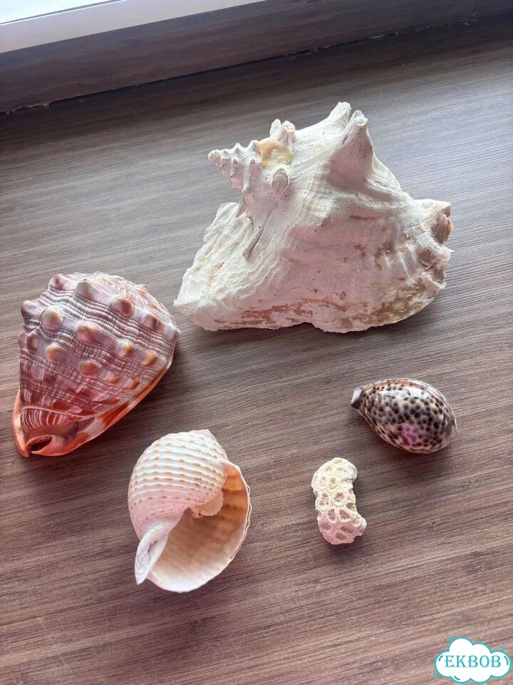 Ракушки для декора фото 1