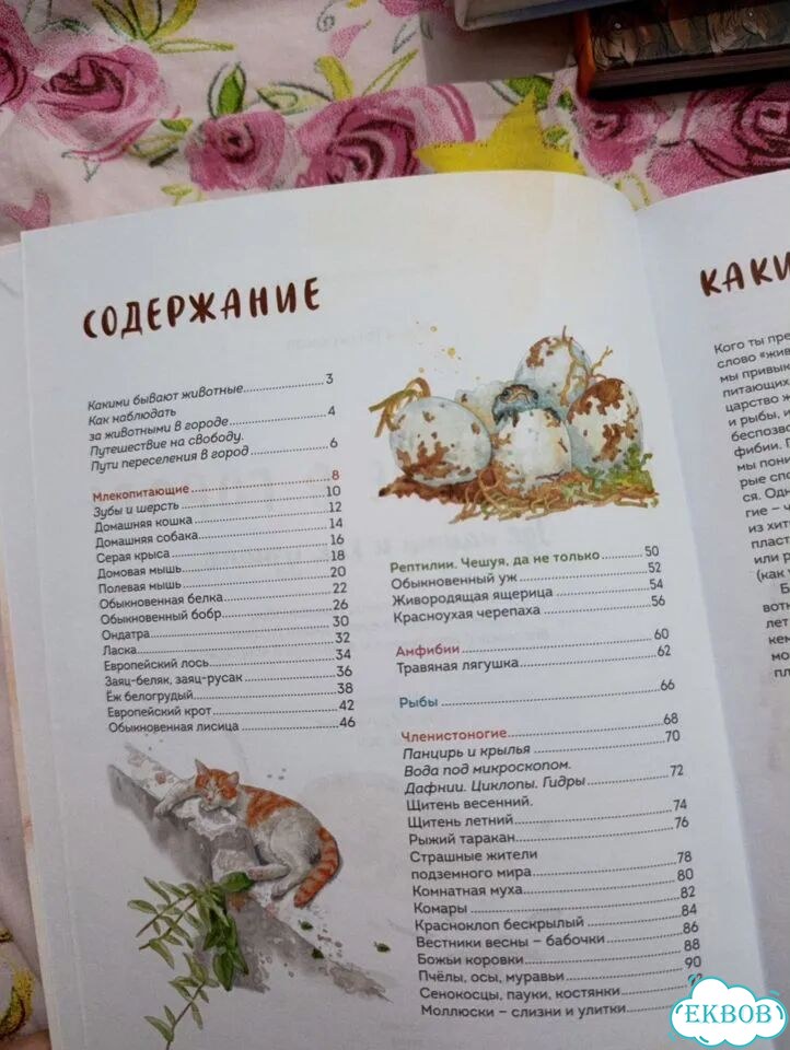 Животные в городе фото 2