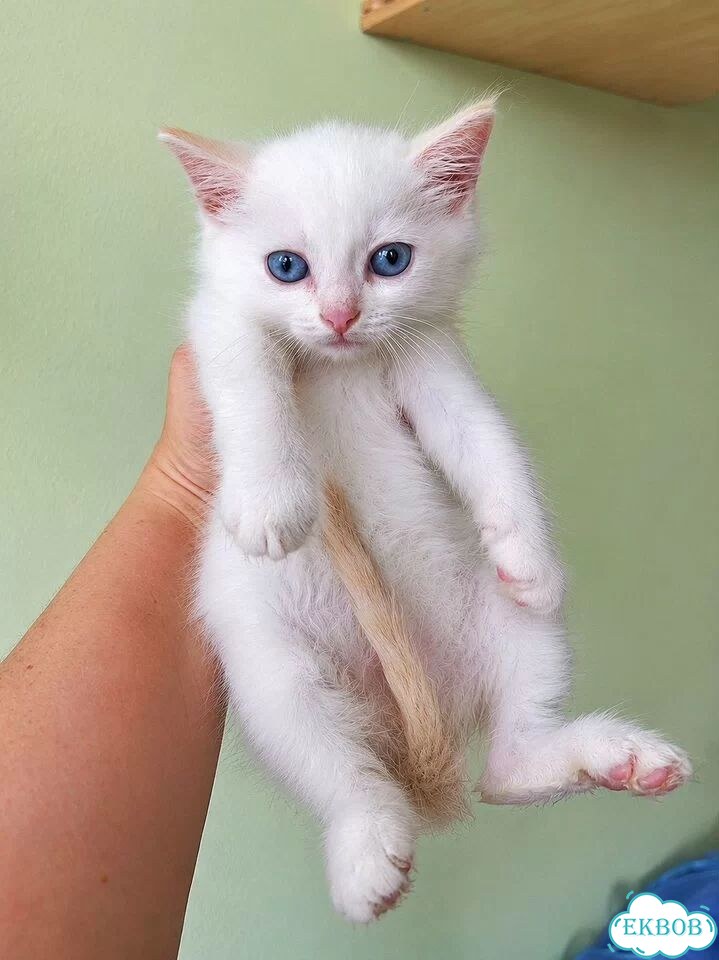 Котёнок в добрые руки фото 1