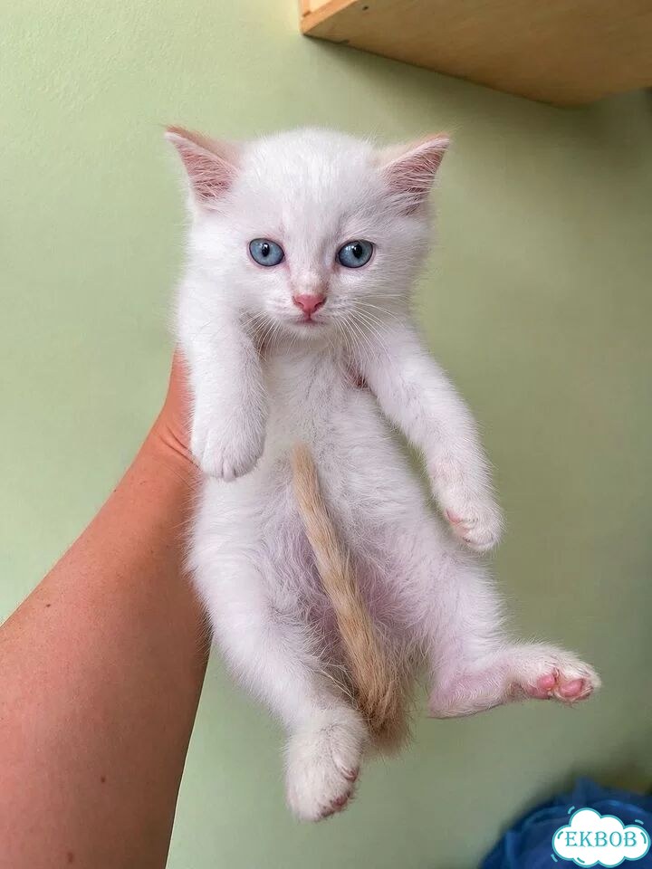 Котёнок в добрые руки фото 2