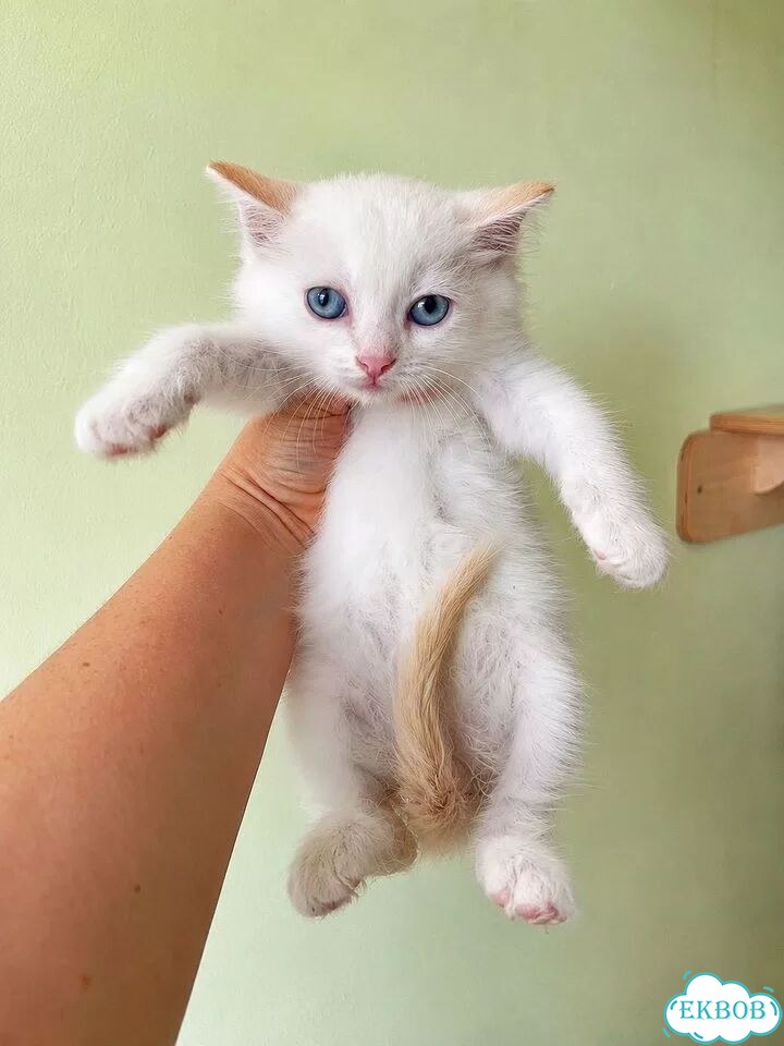 Котёнок в добрые руки фото 3