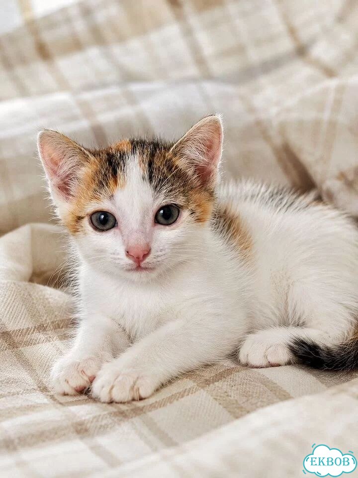 Котёнок в добрые руки фото 1