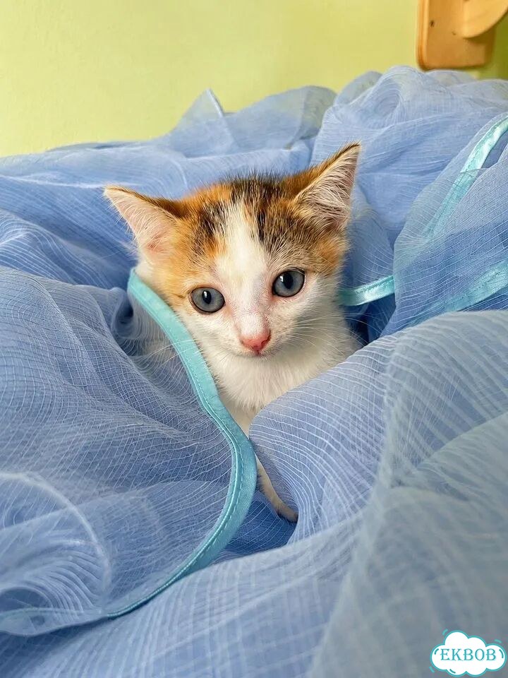 Котёнок в добрые руки фото 3