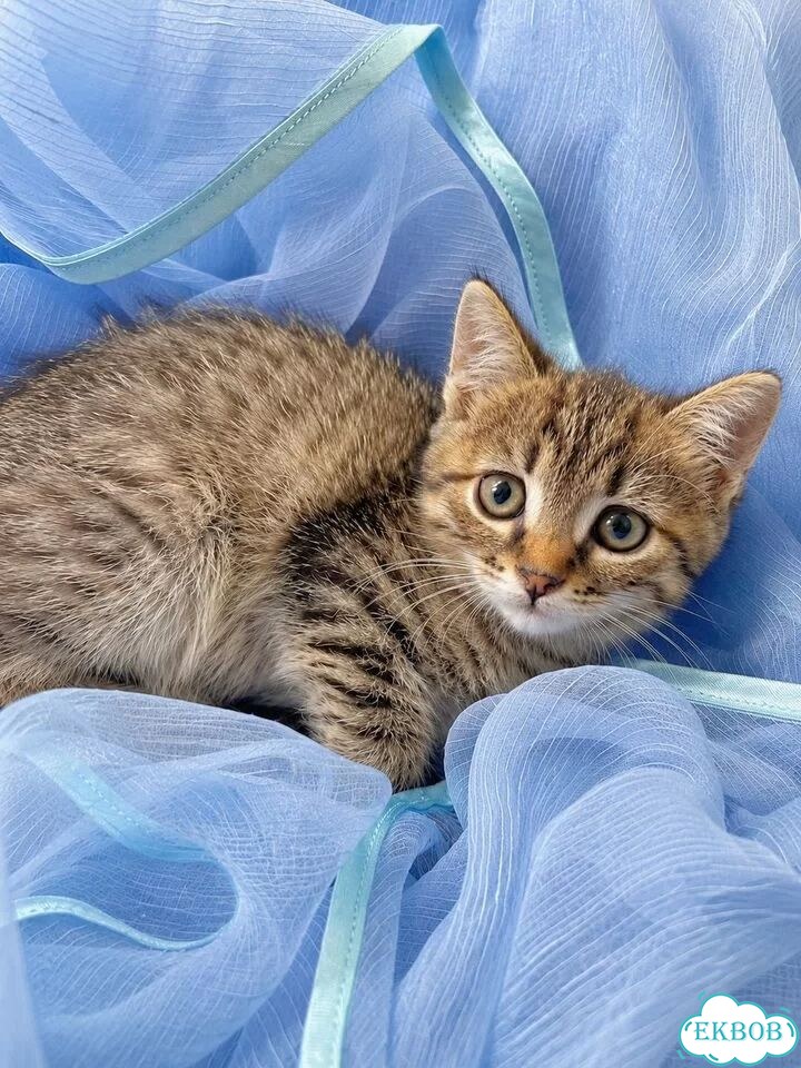Котёнок в добрые руки фото 1