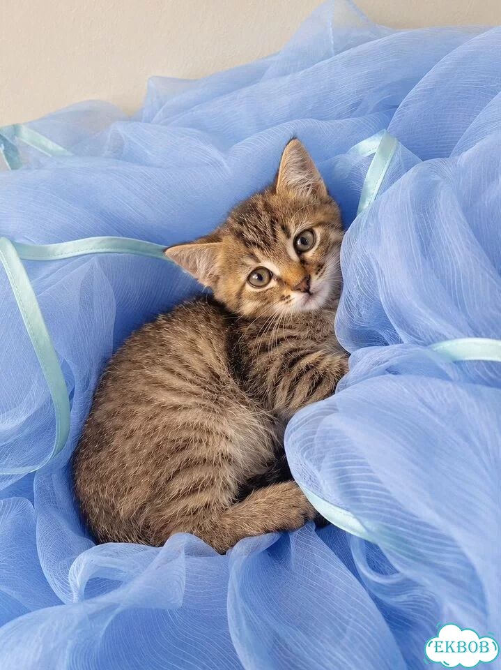 Котёнок в добрые руки фото 2