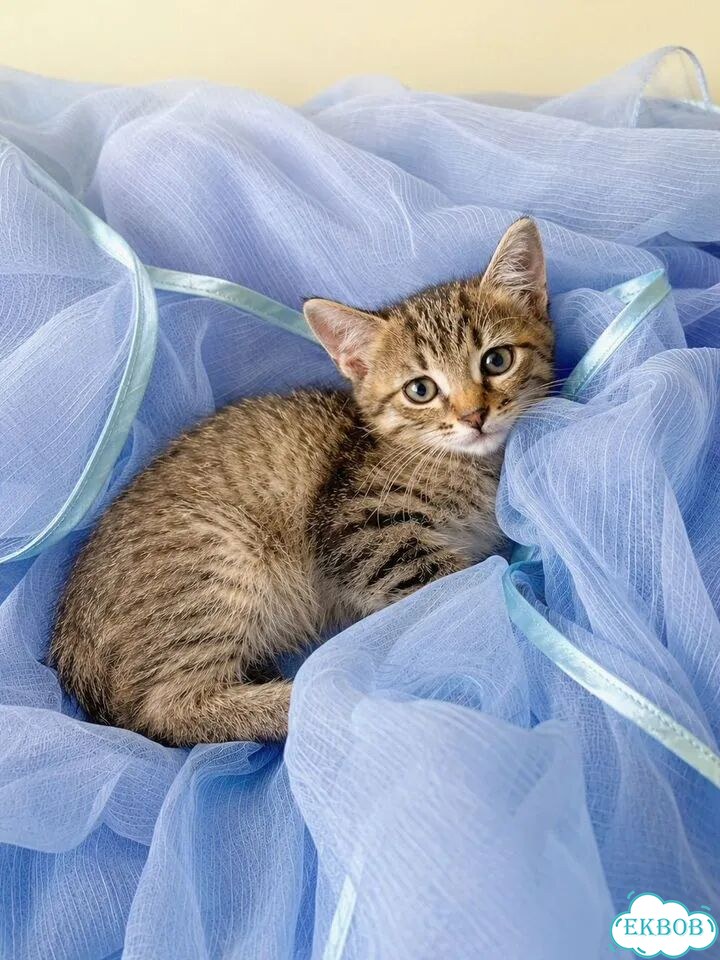 Котёнок в добрые руки фото 3