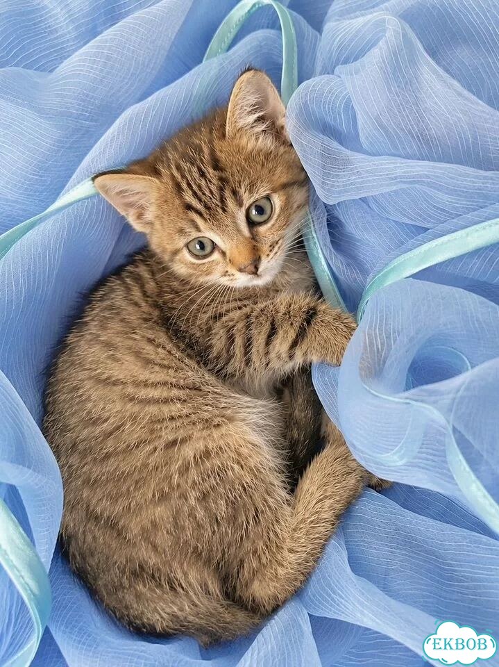 Котёнок в добрые руки фото 4