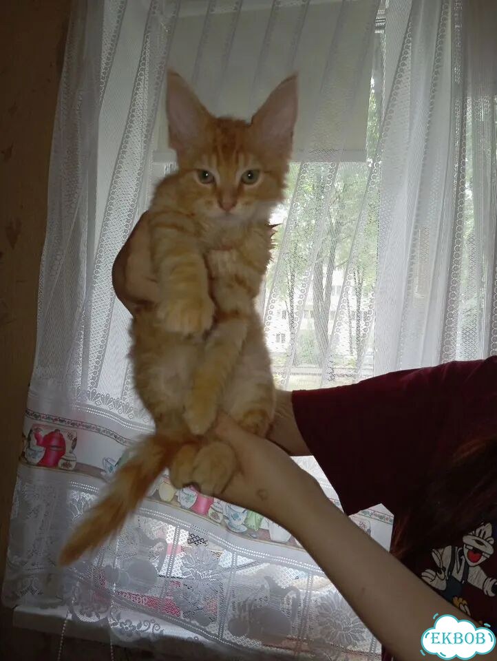 Мейн-кун котёнок фото 1