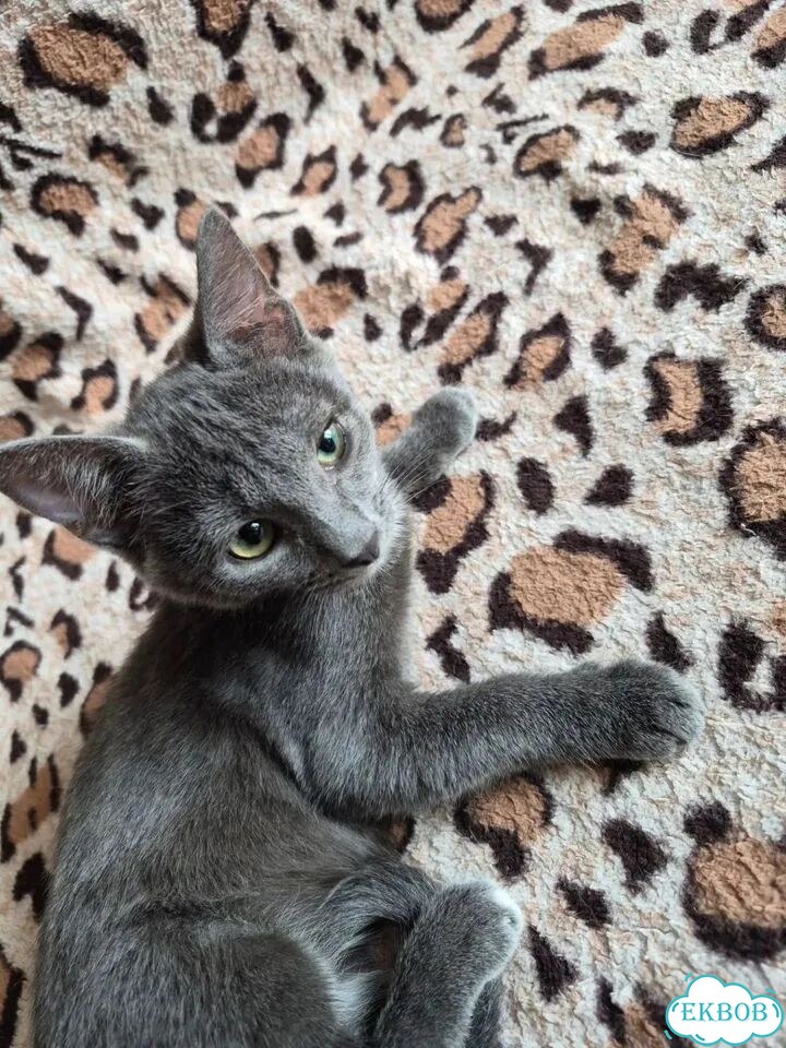 Котёнок в добрые руки фото 1