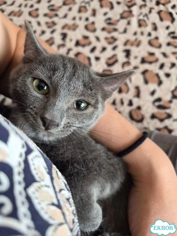 Котёнок в добрые руки фото 2
